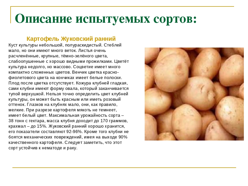 ᐉ сорта картофеля для восточно-сибирского региона: список - roza-zanoza.ru