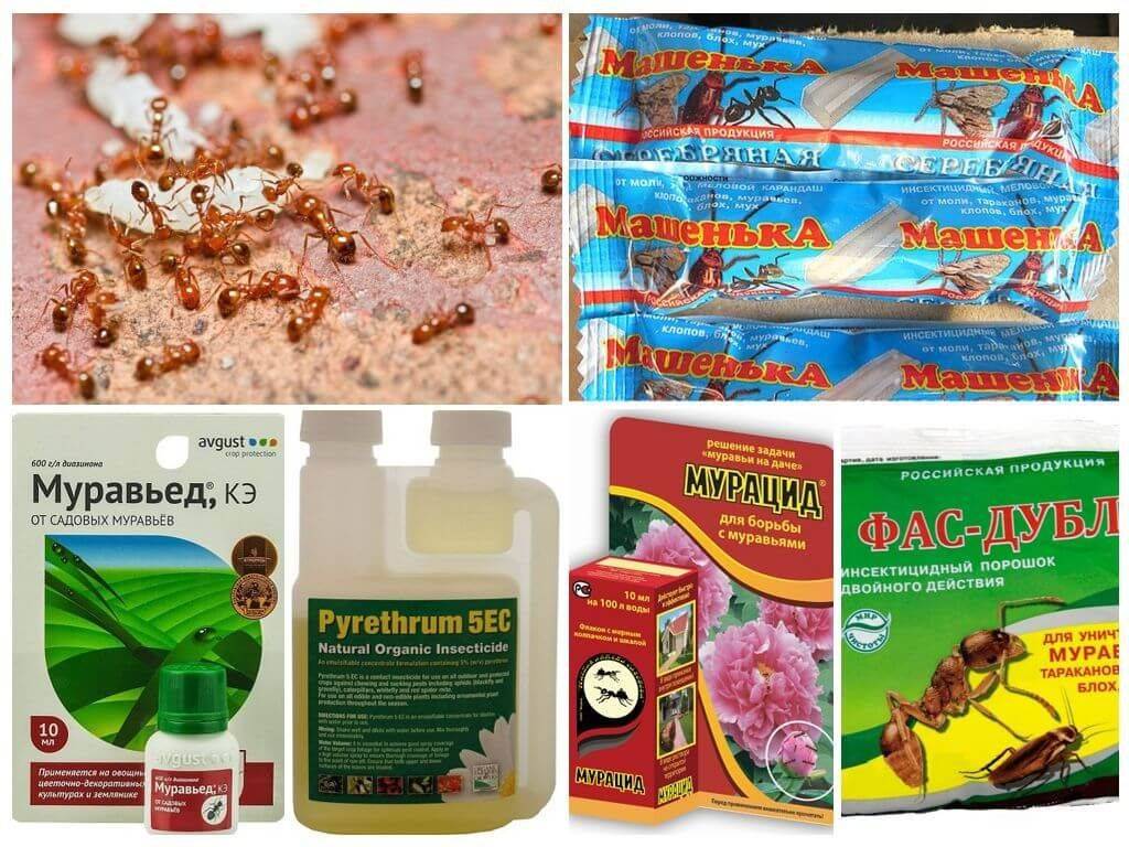 Как избавиться от муравьев в теплице: народные, механические и химические способы