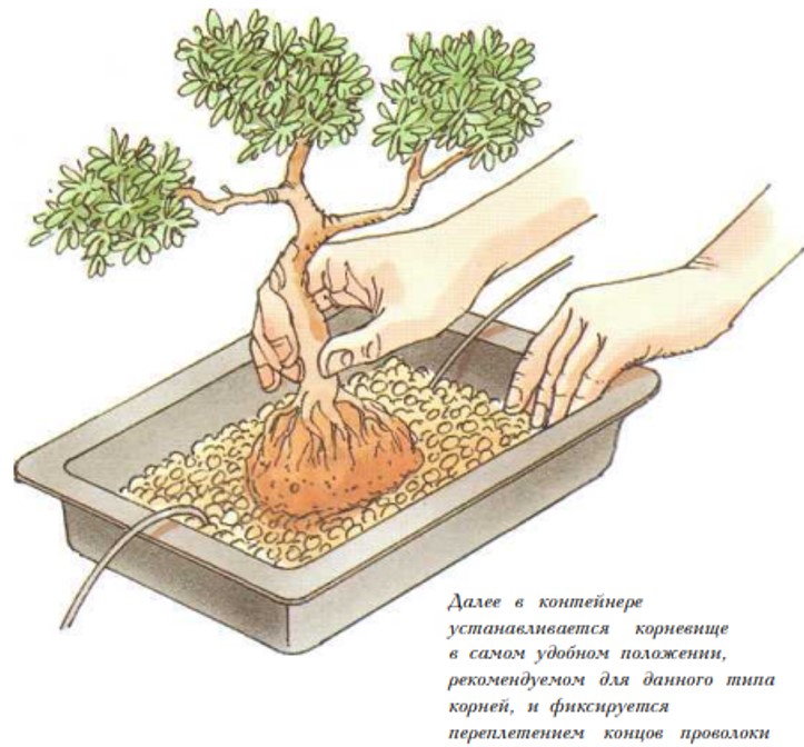 Дерево бонсай: что это такое и что символизирует, как выбрать растение и выращивать цветок, сколько растет, инструкция посадки для начинающих