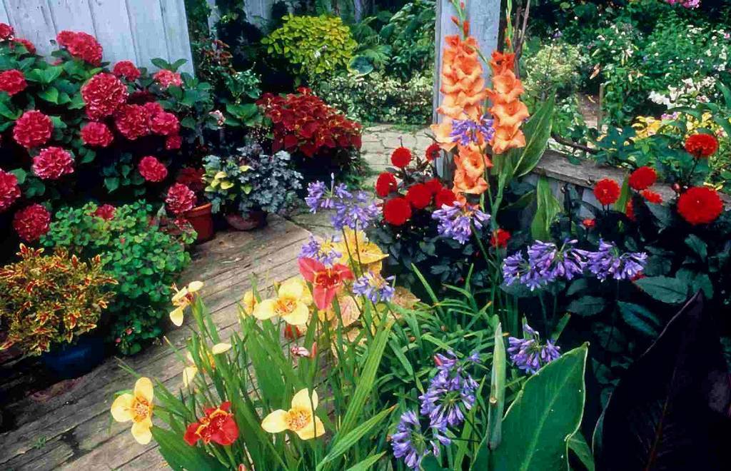 Красивые цветы на даче (100 фото): какие и как лучше посадить?