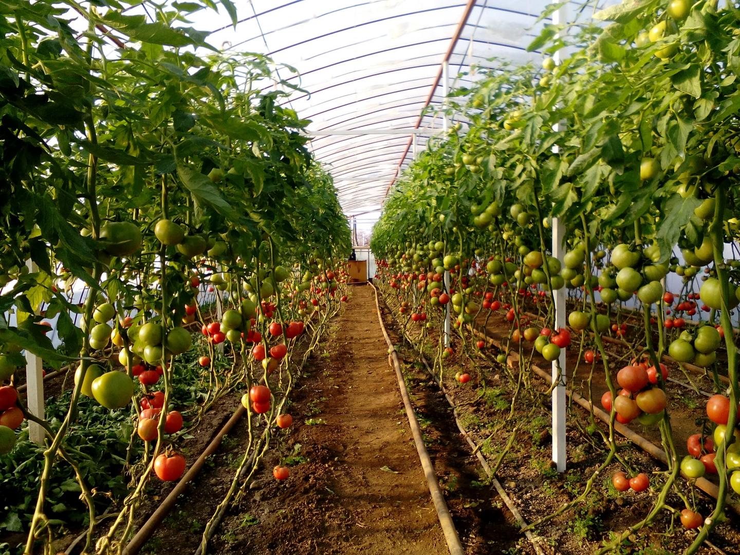 Выращивание помидоров для начинающих. Теплица с помидорами. Парник для помидоров. Парник помидорный. Небольшая теплица для помидор.