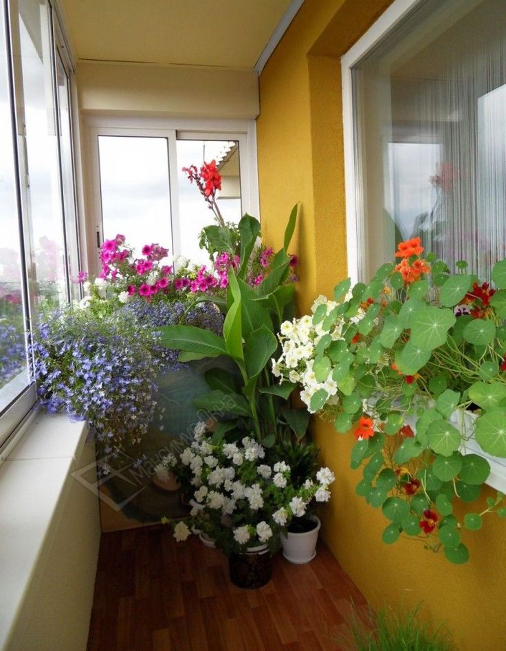 Фото как оформить балкон цветами фото