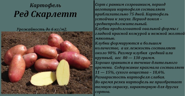 Ранний урожайный картофель Ред Скарлетт