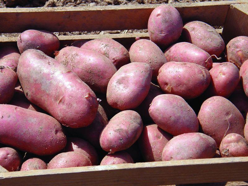 Характеристика и описание картофеля «ред скарлет», сроки созревания, отзывы