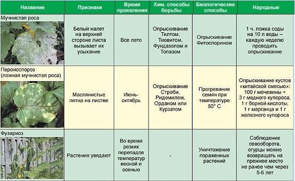 Какие болезни у огурцов в теплице с фото и описанием
