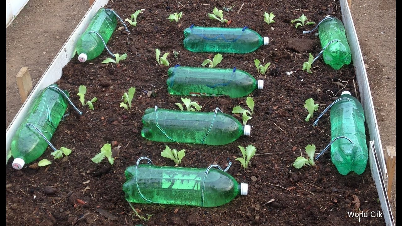 Система "капельный полив" из пластиковых бутылок своими руками: видео как правильно сделать