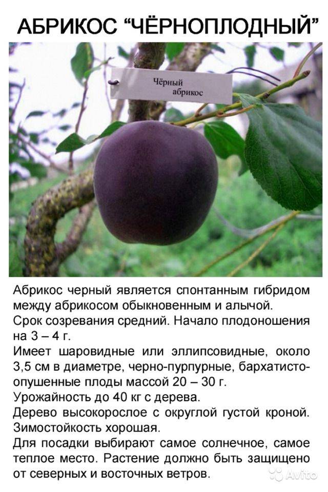 Абрикос черный принц: описание сорта, характеристика плодов, выбор места, технология посадки, особенности ухода, правила сбора урожая, отзывы