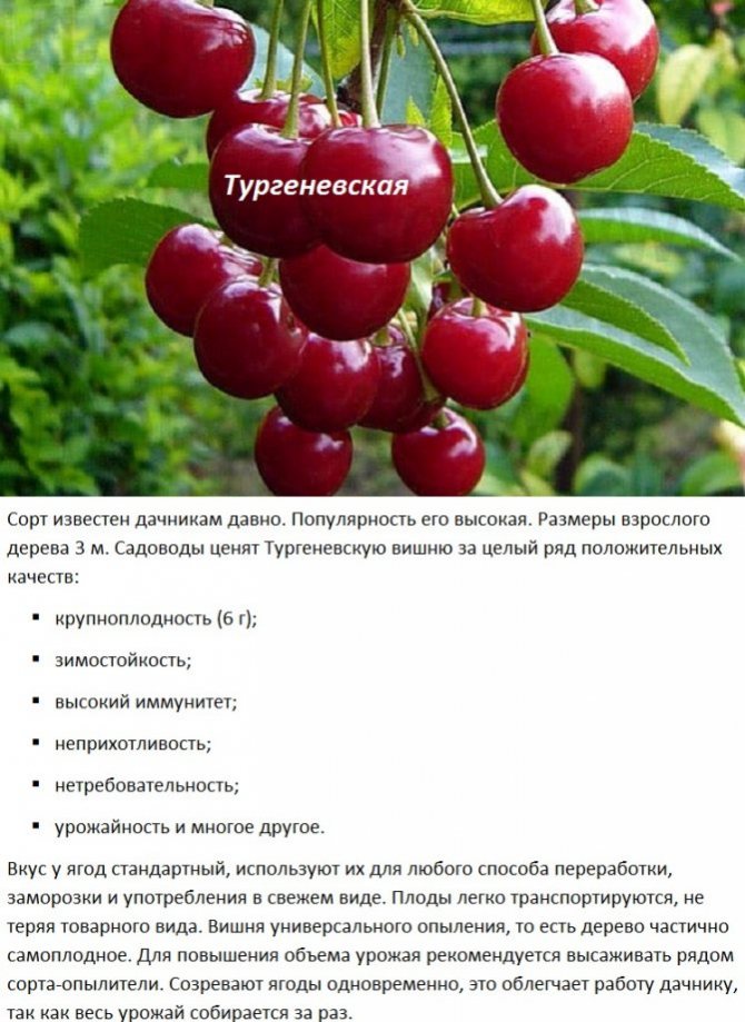 Лучшие сорта вишни для средней полосы россии с фото, названием и описанием