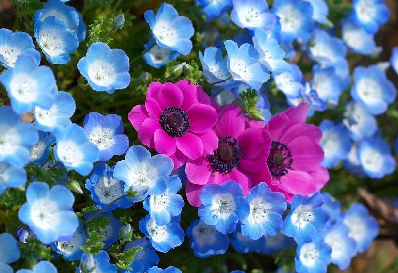 Анемоны, посадка и уход (50 фото): как вырастить хрупкий цветок-неженку