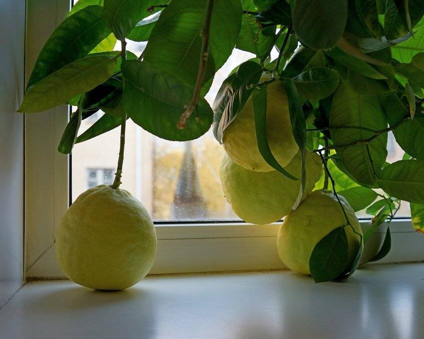 Уход за домашним лимоном selo.guru — интернет портал о сельском хозяйстве