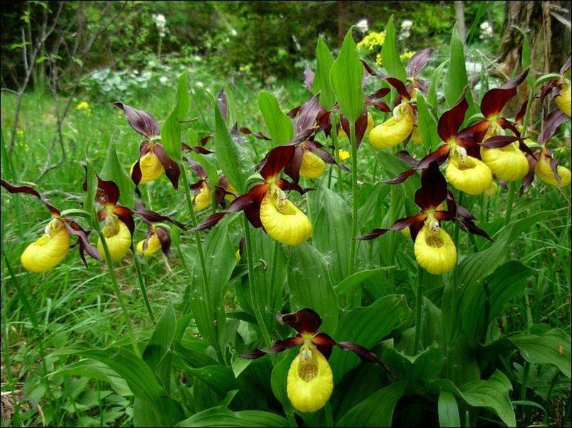 Орхидея венерин башмачок — описание, фото, правила по уходу