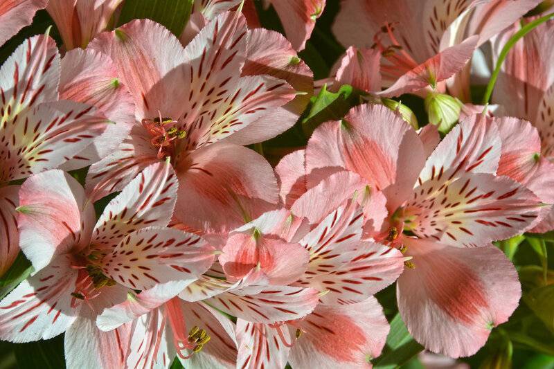 Альстромерия — фото, описание видов и сортов цветка. особенности размножения семенами