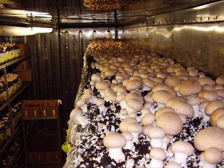 Выращивание грибов в домашних условиях для новичков: способы и правила