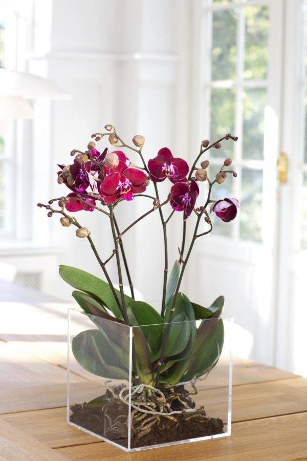 Пересадка орхидей поэтапно, выбор тары и субстрата