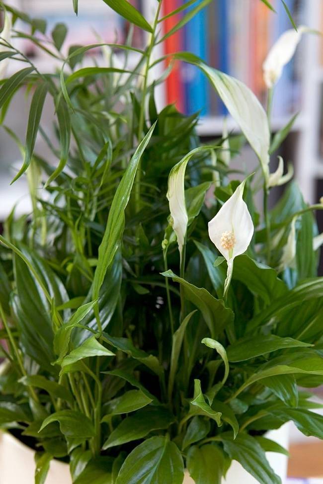 Цвет цветка спатифиллума: какого окраса бывает растение «женское счастье», а также описание и фото белых, желтых, розовых, черных, бело-зеленых и иных разновидностей