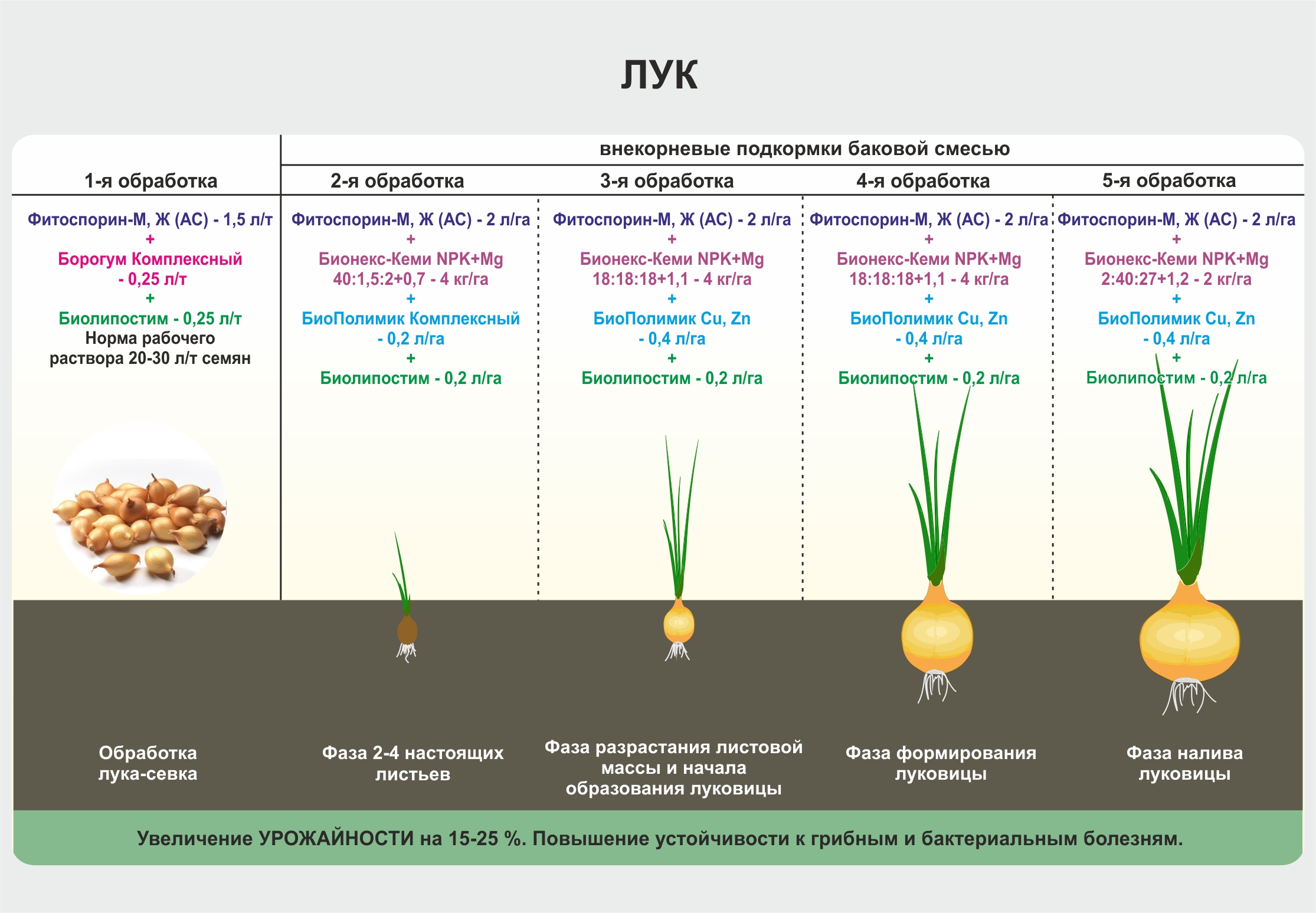 Как посадить лук схема