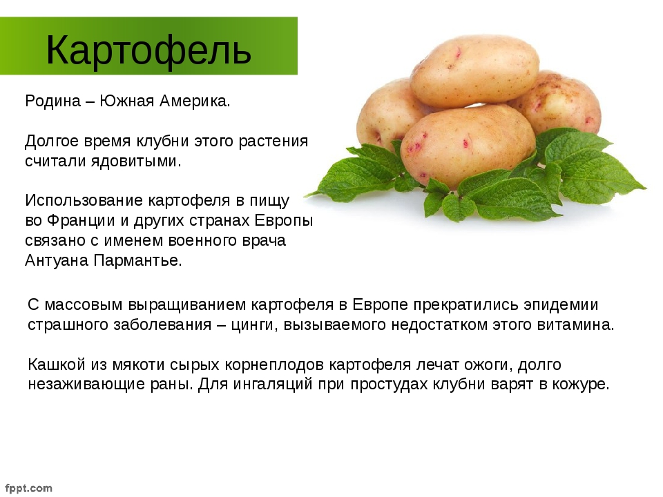 Описание сортов картофеля для урала и сибири | дача