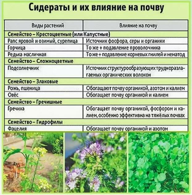 Сорняки в посевах овощных культур