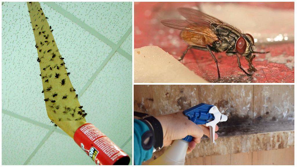 Эффективно от мух. Средства борьбы с мухами. Средства против мух в квартире. Способы борьбы с мухами.