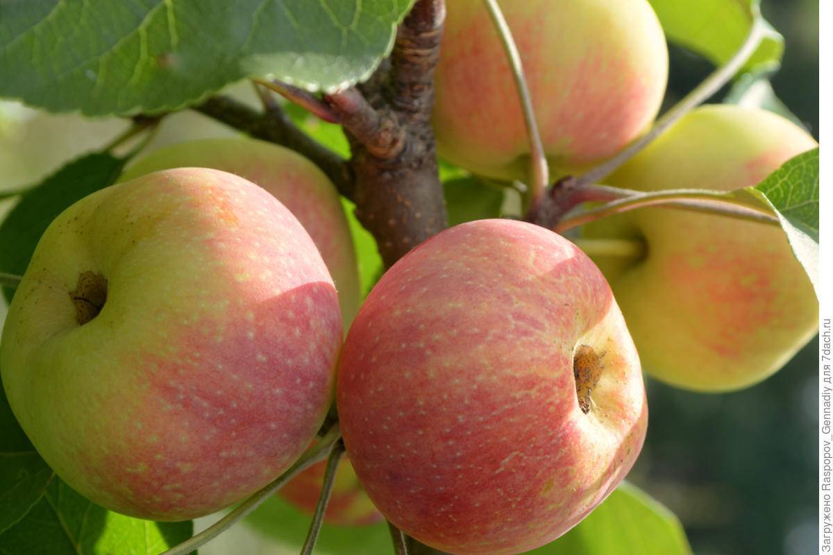 Выбираем лучшие сорта яблони для подмосковья