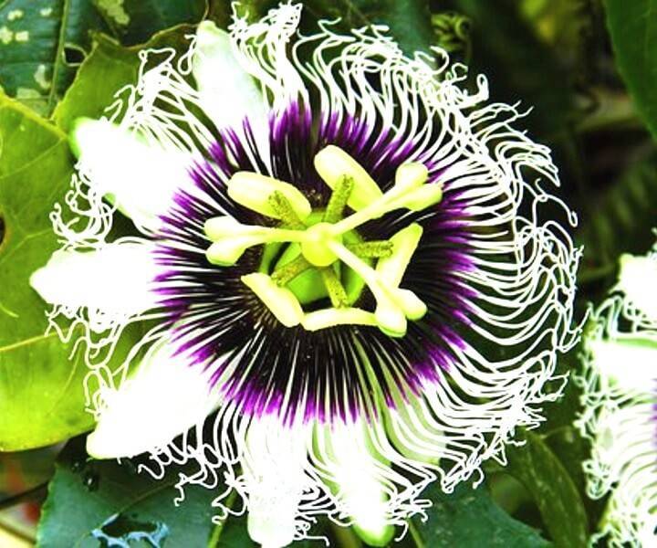 Пассифлора домашняя или страстоцвет – лиана со съедобными плодами: описание, виды, выращивание, посадка и уход, размножение (80+ фото & видео) +отзывы