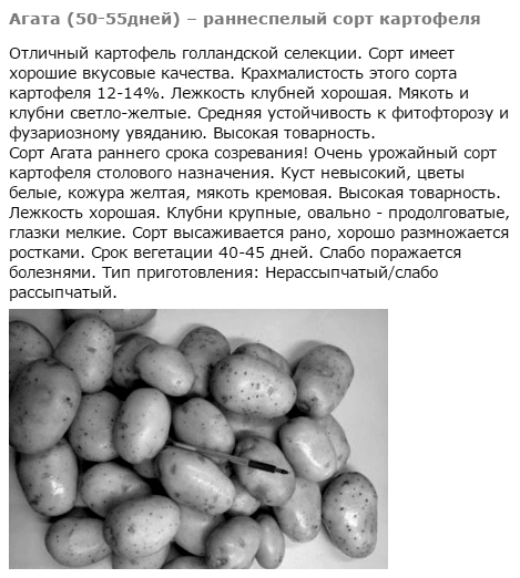 Картофель скарб - описание сорта с фото, характеристика, особенности выращивания, отзывы