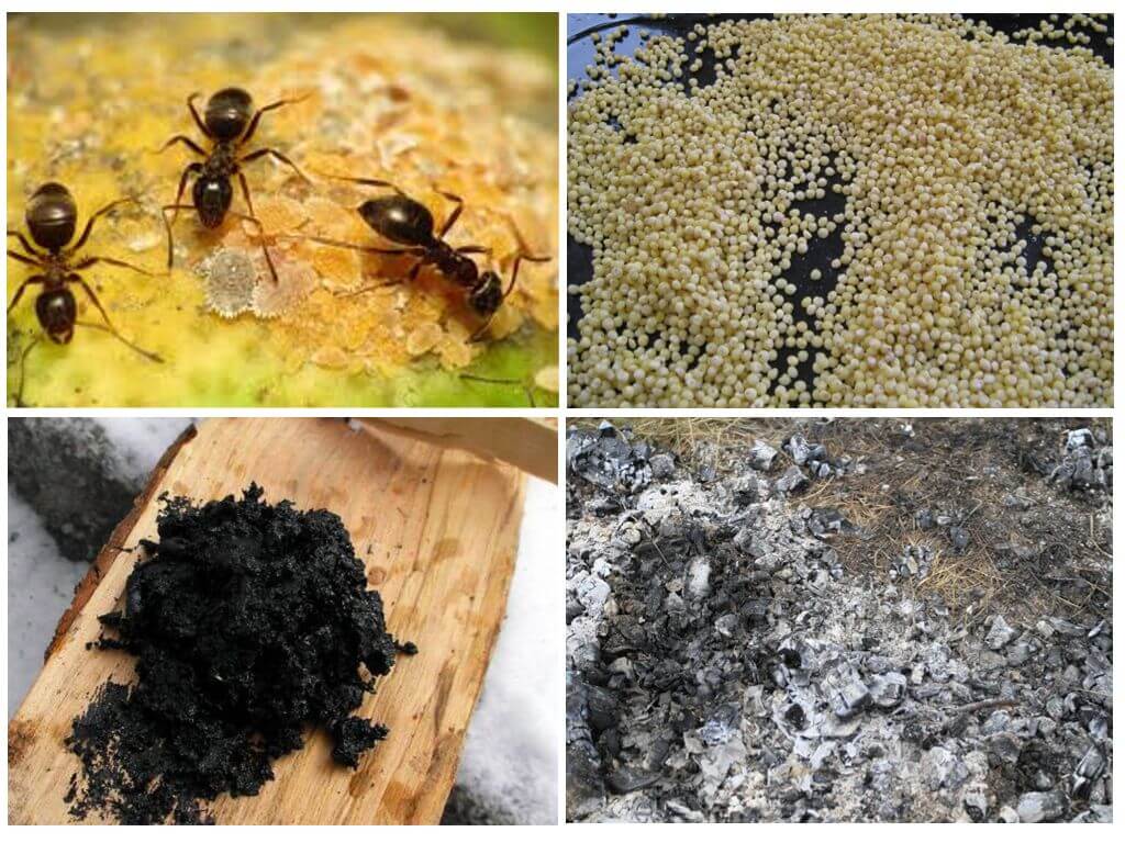 Как избавиться от муравьев в доме и квартире — мастер в доме — ремонт своими руками