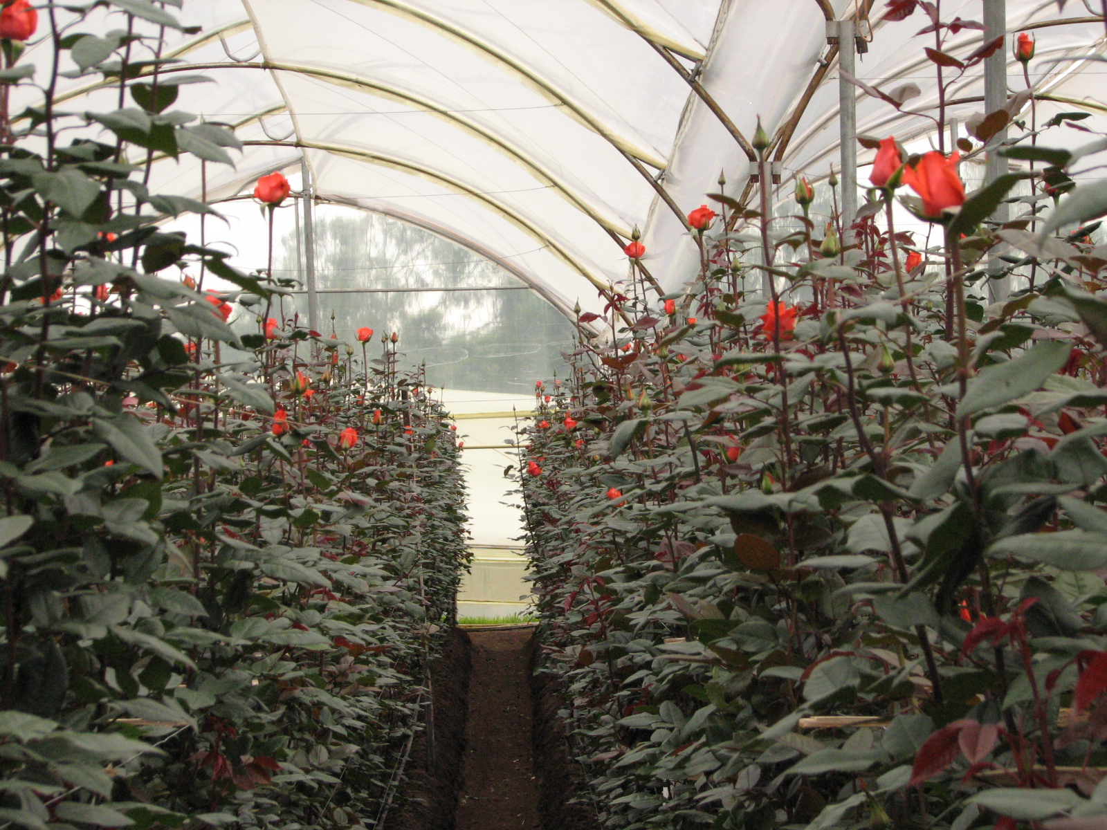 Розы в теплице: виды, выращивание, уход, технология, фото, видео
