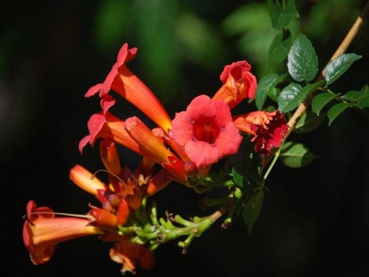 Цветок кампсис: посадка и уход в открытом грунте, виды и сорта с фото