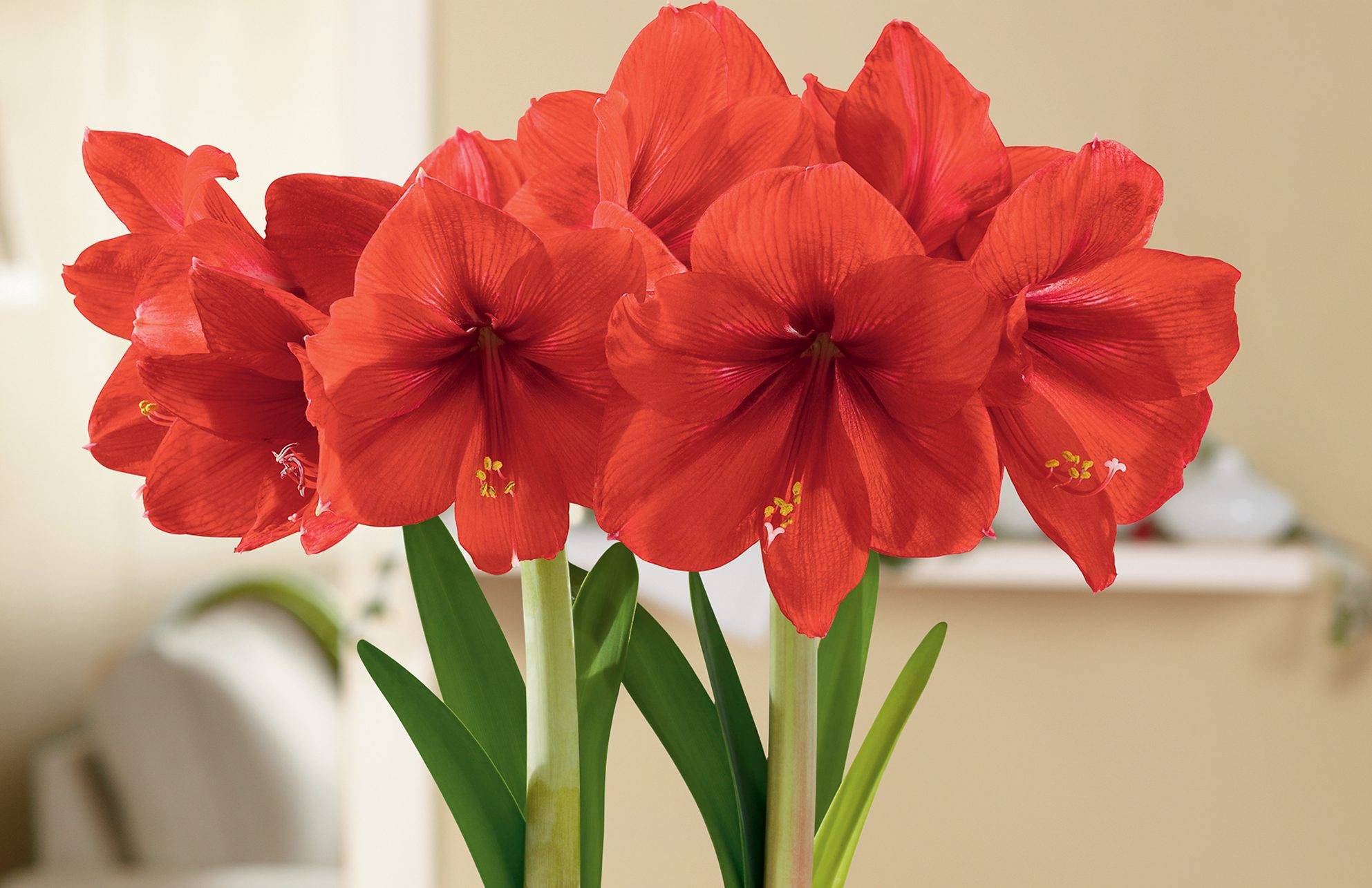 Почему не цветет амариллис в домашних условиях
