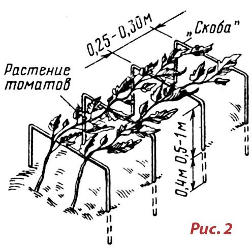 Схема посадки томатов в теплице расстояние между рядами