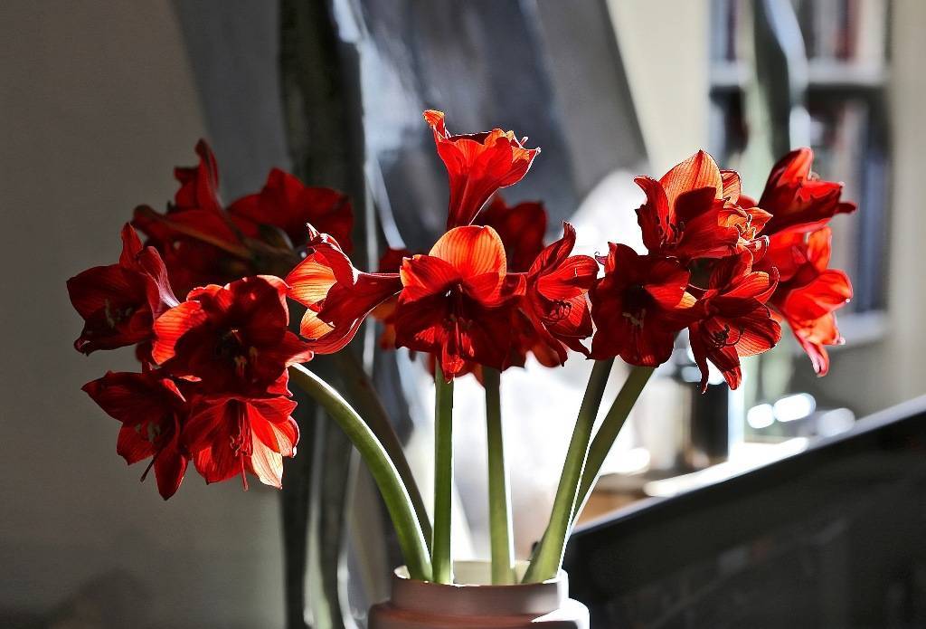 Амариллис: фото цветка, уход в домашних условиях и открытом грунте
