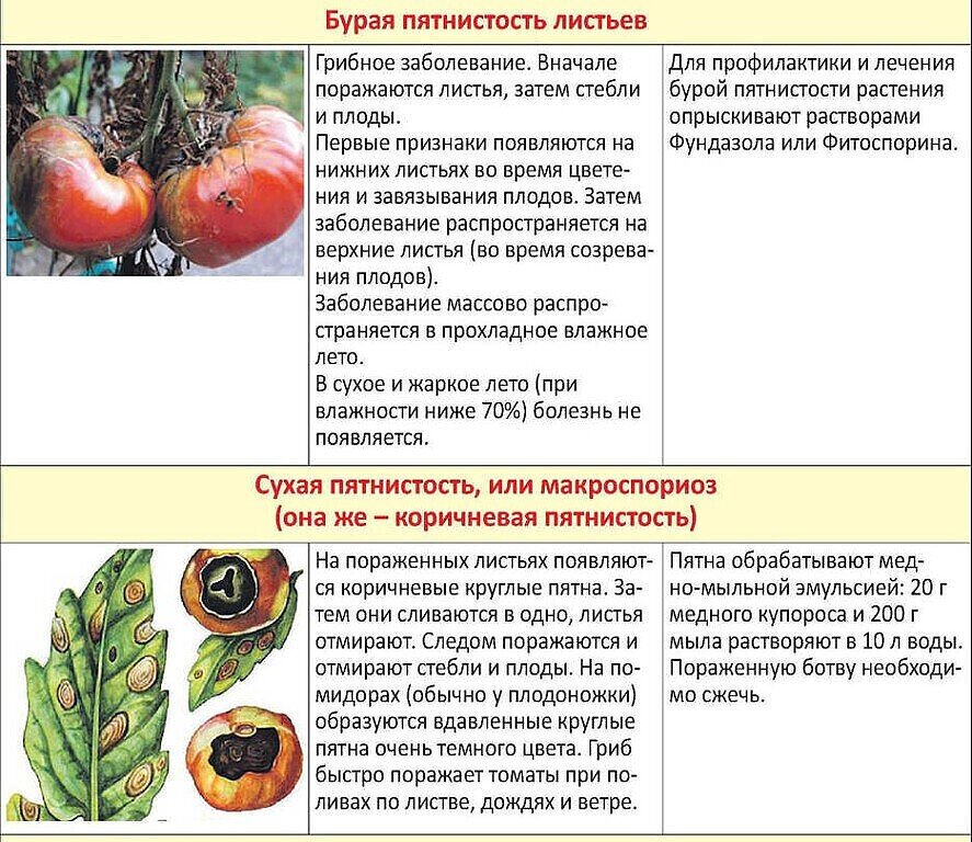 Болезни овощных культур помидоры