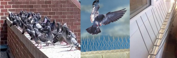 Как избавляются от голубей на балконе: отпугиваем и отваживаем