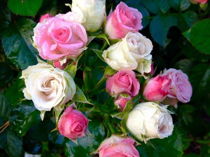 Роскошные кустовые розы: 50 изысканных садов с королевским ландшафтом (фото)