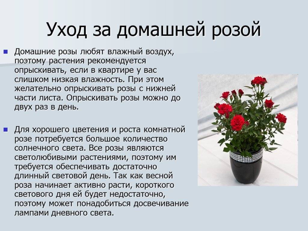 Как правильно ухаживать за домашней розой. Условия комнатного растения розы. Информация о домашних растениях.