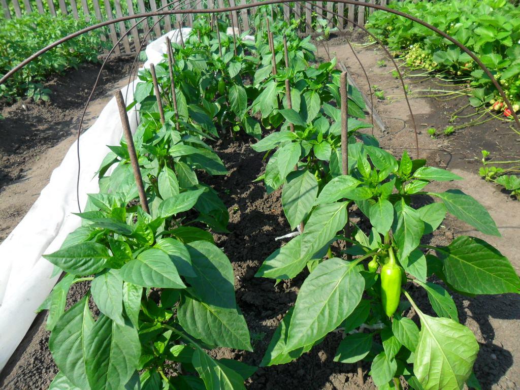 Как выращивать перец в теплице: посадка и уход, особенности, схема посадки, фото – сад и огород своими руками