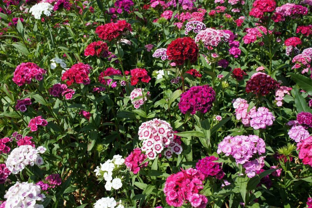 Садовая турецкая гвоздика: выращивание из семян, когда сажать и как выращивать красивый цветок с приятным ароматом