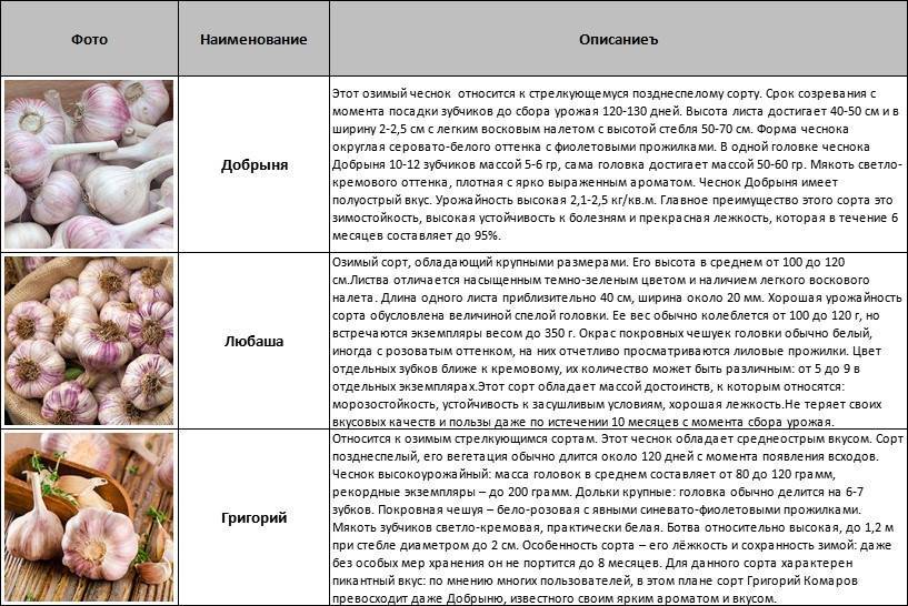 Бизнес план на чеснок