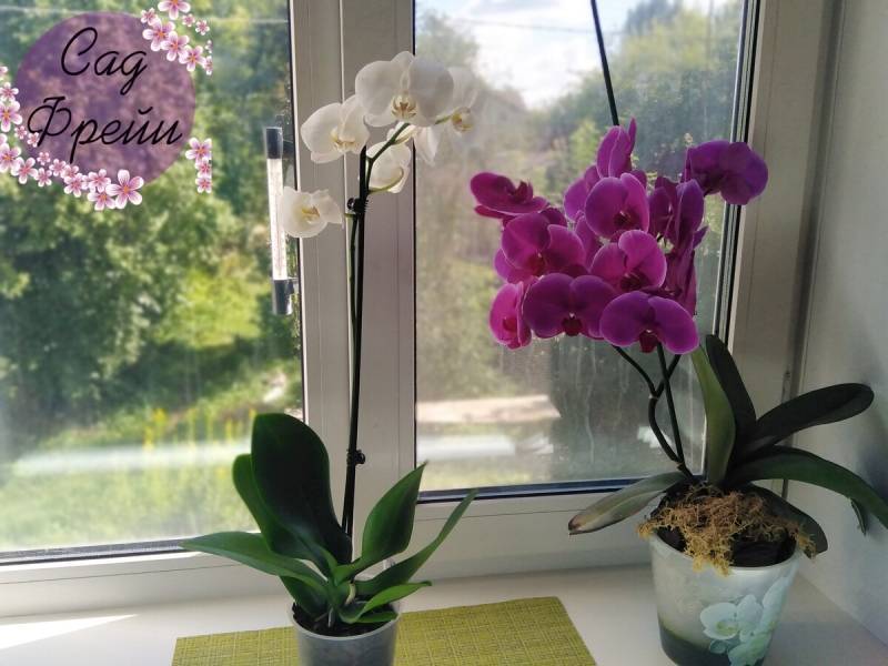 Горшки для орхидей: как выбрать правильно?