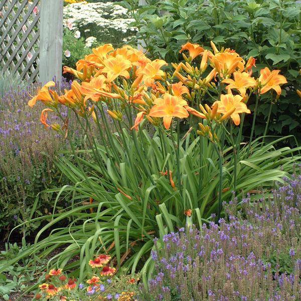 Лилейники цветущие все лето: сорта и виды с описанием и характеристиками + фото