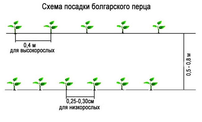 Схема посадки томатов и перцев в теплице 3х6 из поликарбоната