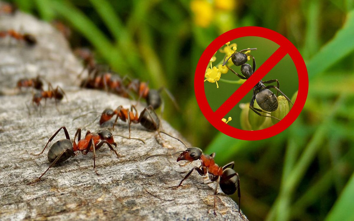 Реальные способы избавиться от садовых муравьев