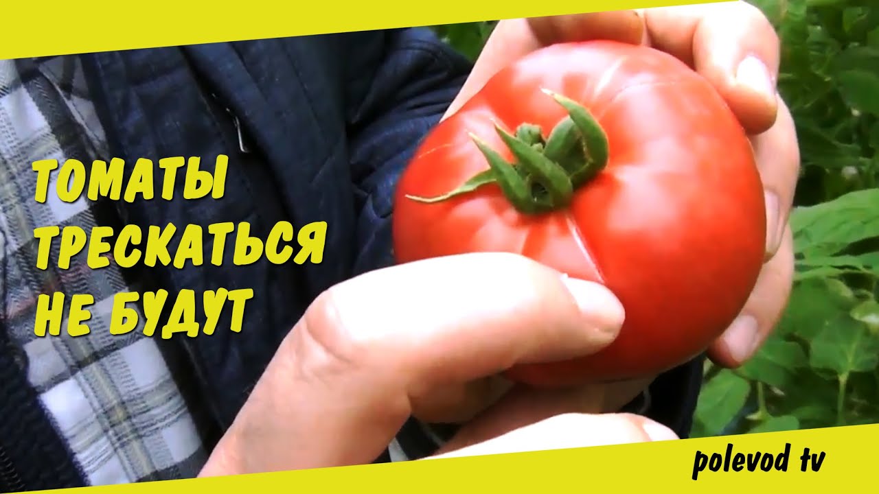Трескаются помидоры: почему плоды томатов лопаются на кустах при созревании в теплице и открытом грунте, какие факторы способствуют этому и как решить проблему?