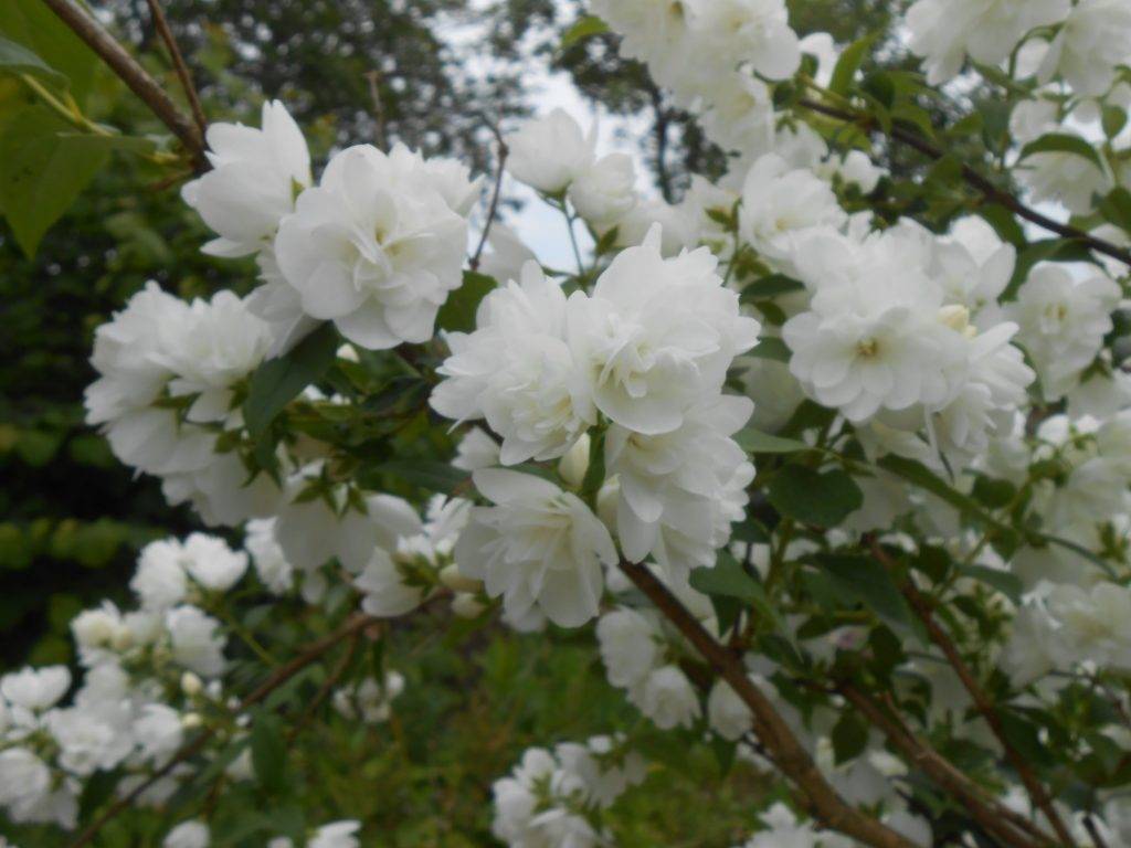 Фото куста жасмина ранней весной