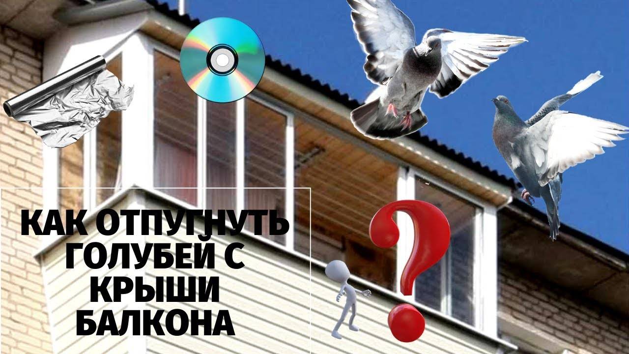 Как прогнать и отпугивать голубей - избавиться от голубей навсегда