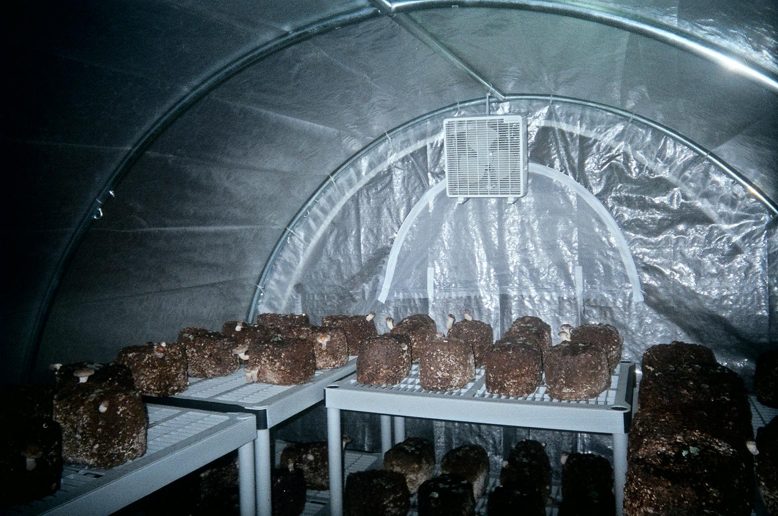 Как выращивать грибы вешенки в теплице в мешках зимой? - moon-flower.ru