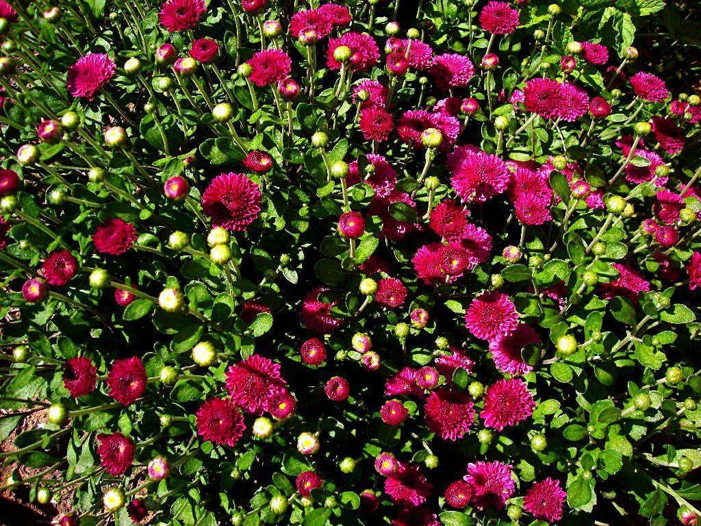 Хризантема садовая многолетняя посадка и уход фото