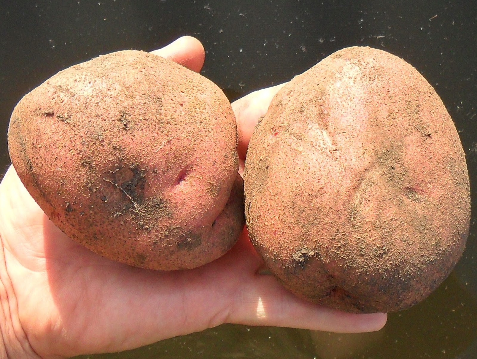 «любава» — лучший сорт картофеля для сибири