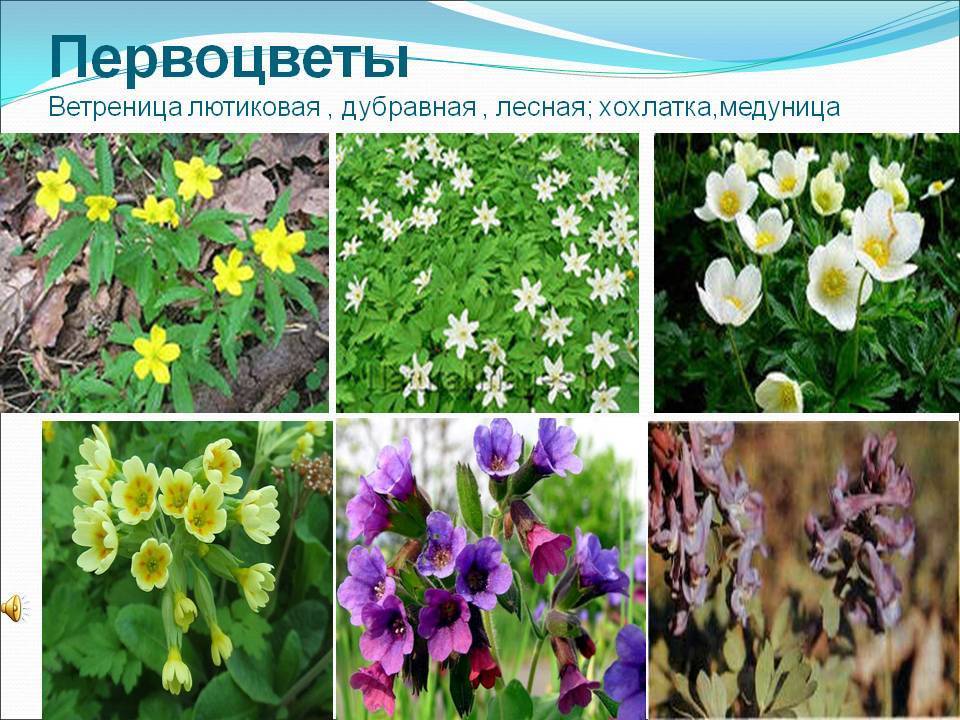 Цветы весенние первоцветы названия и фото